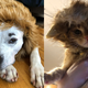 25% off Pet Krewe Costumes | Amazon | Promo code GDAG23DC